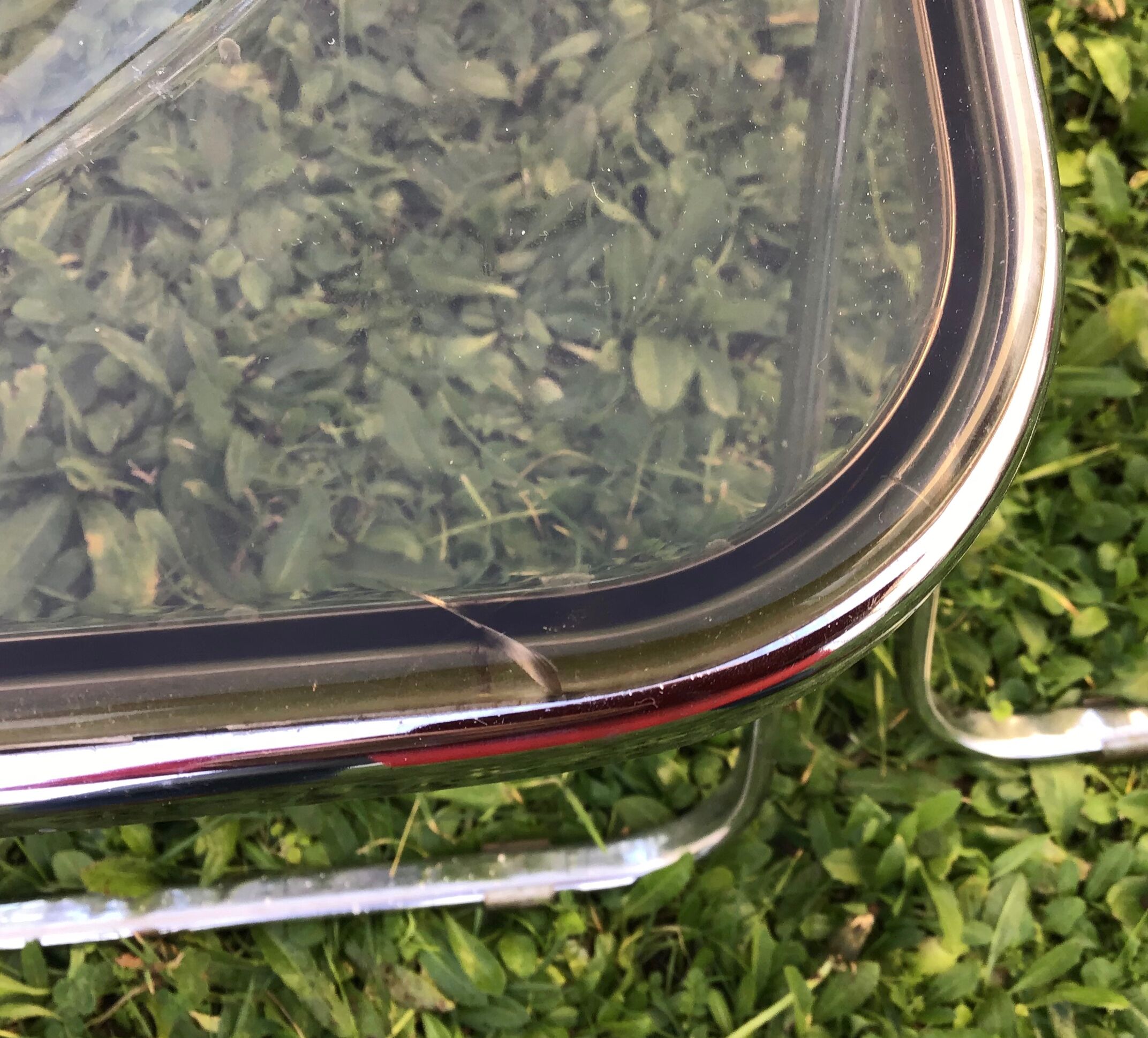 4 Plia smoked chairs by Giancarlo Piretti patent anonima castelli Italy