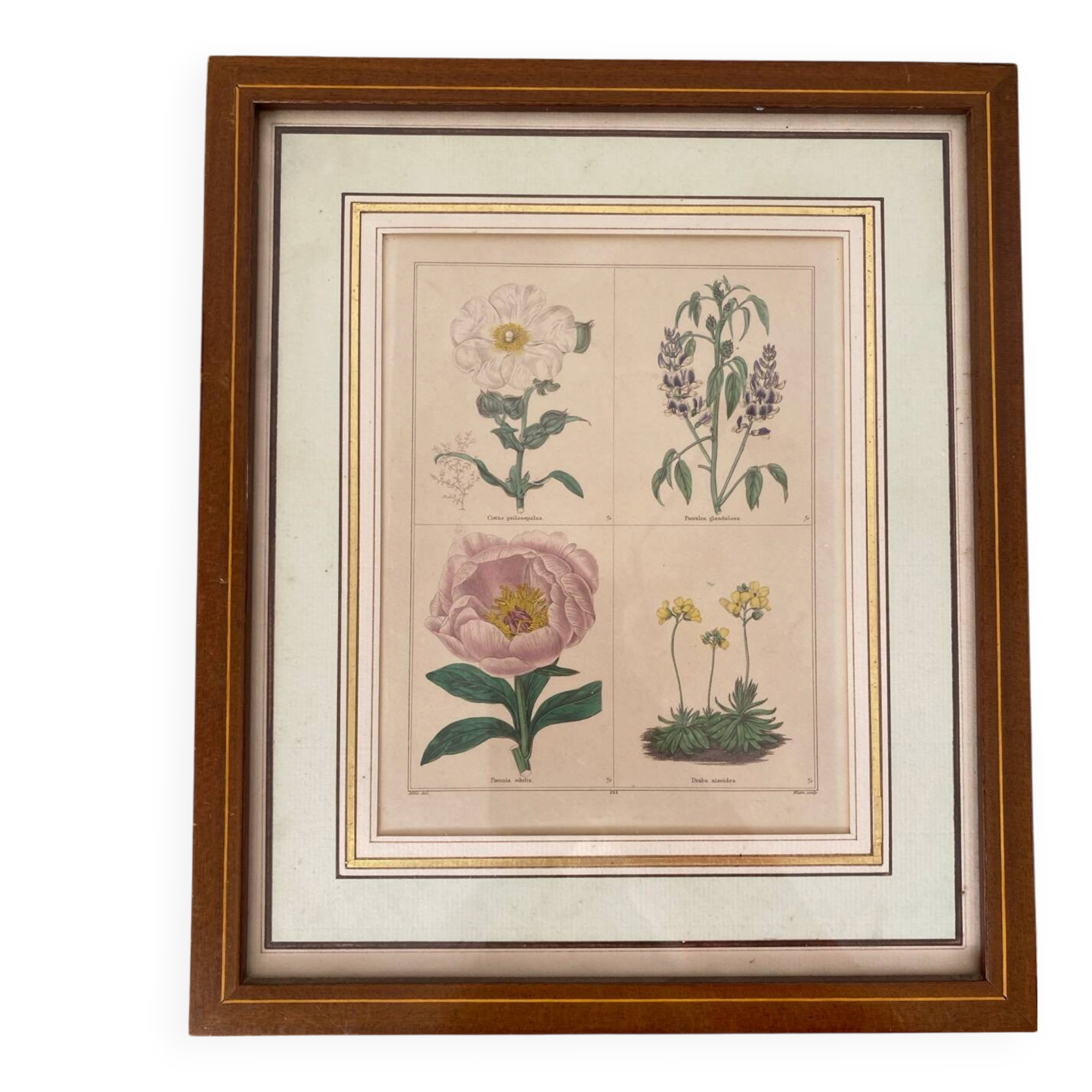 Botanical plate of 4 flowers from the 1960s.