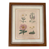 Botanical plate of 4 flowers from the 1960s.