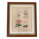 Botanical plate of 4 flowers from the 1960s.