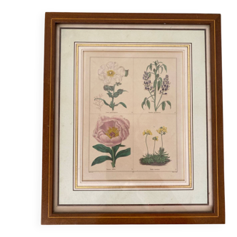 Botanical plate of 4 flowers from the 1960s.