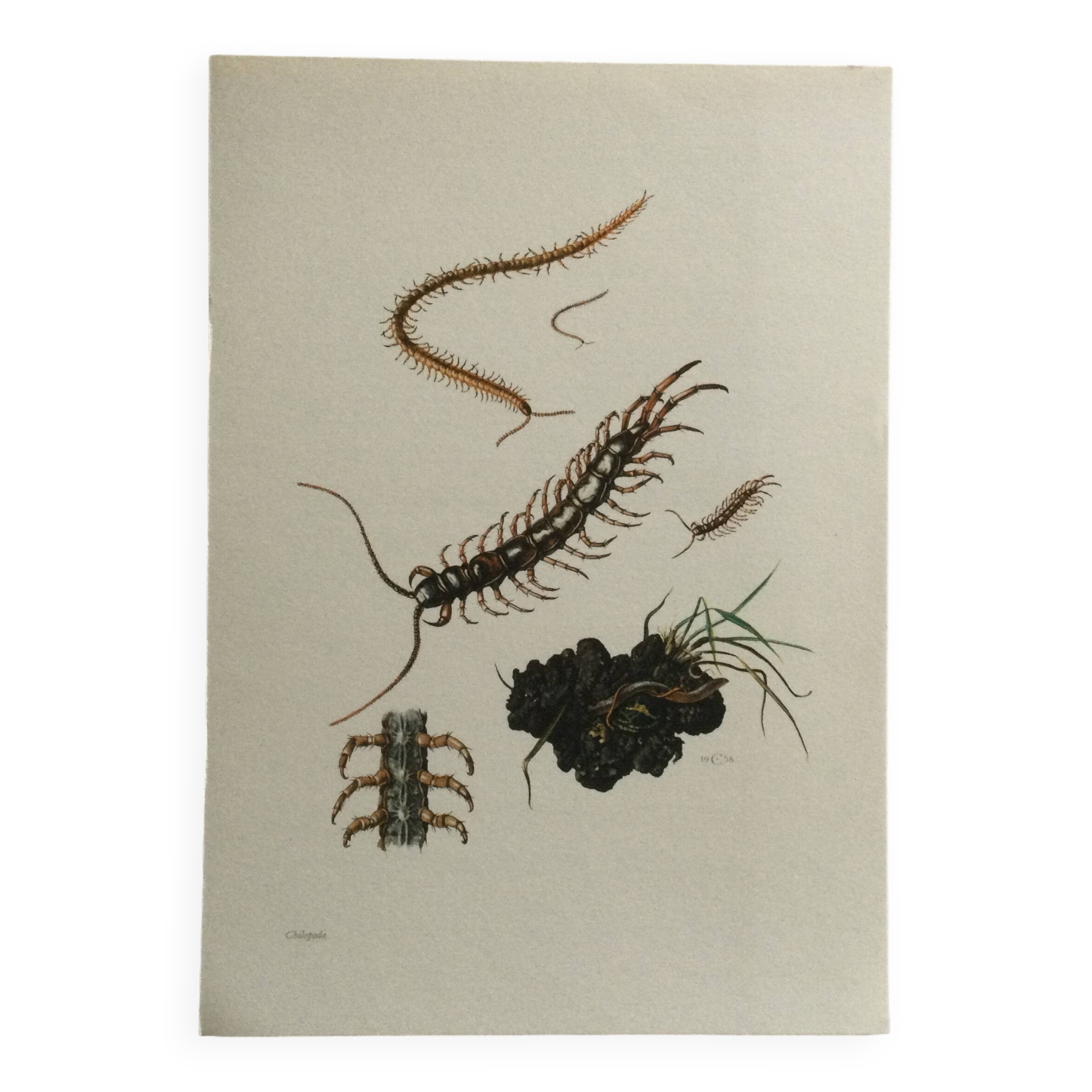 Old illustration "insects", 1960s