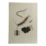 Illustration ancienne "insectes", années 60