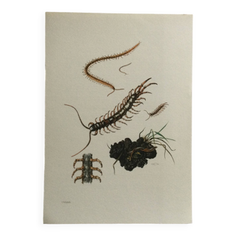 Old illustration "insects", 1960s
