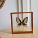 Cadre papillon marron