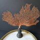 Red Gorgon Base in brown. H: 29 cm | Decorative Object & Curiosity