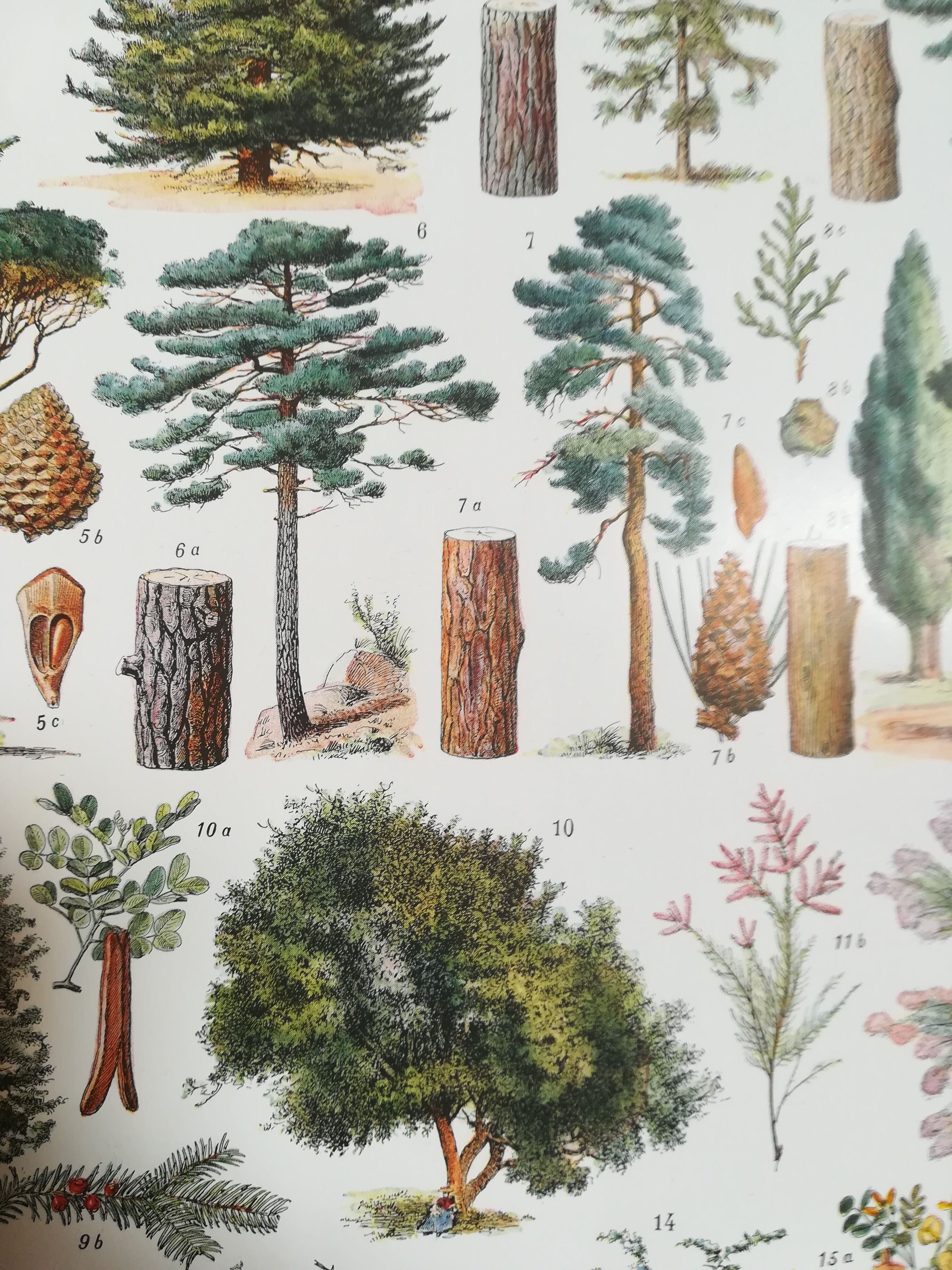 Lithograph on trees from 1928 (spruce)