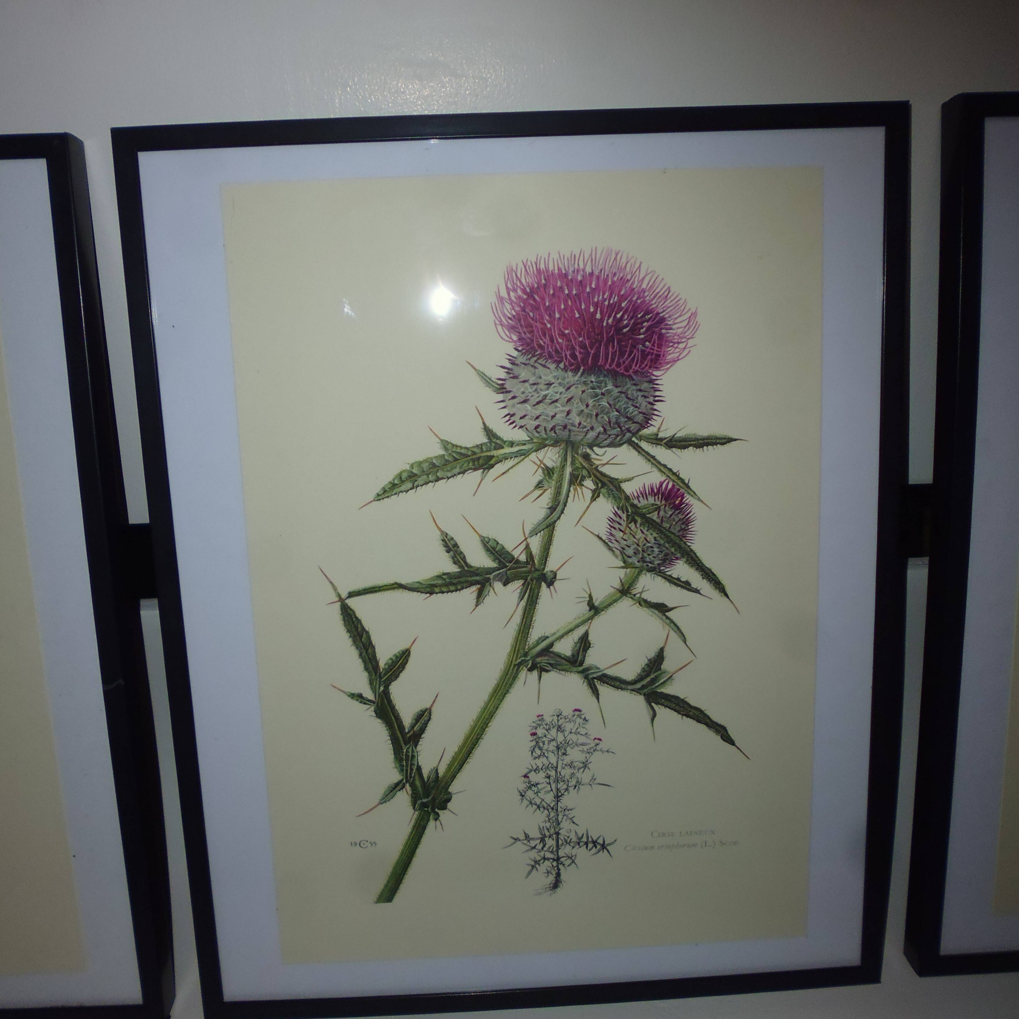 3 pink flower planks framed cyclamen, woolly ciss, lilies