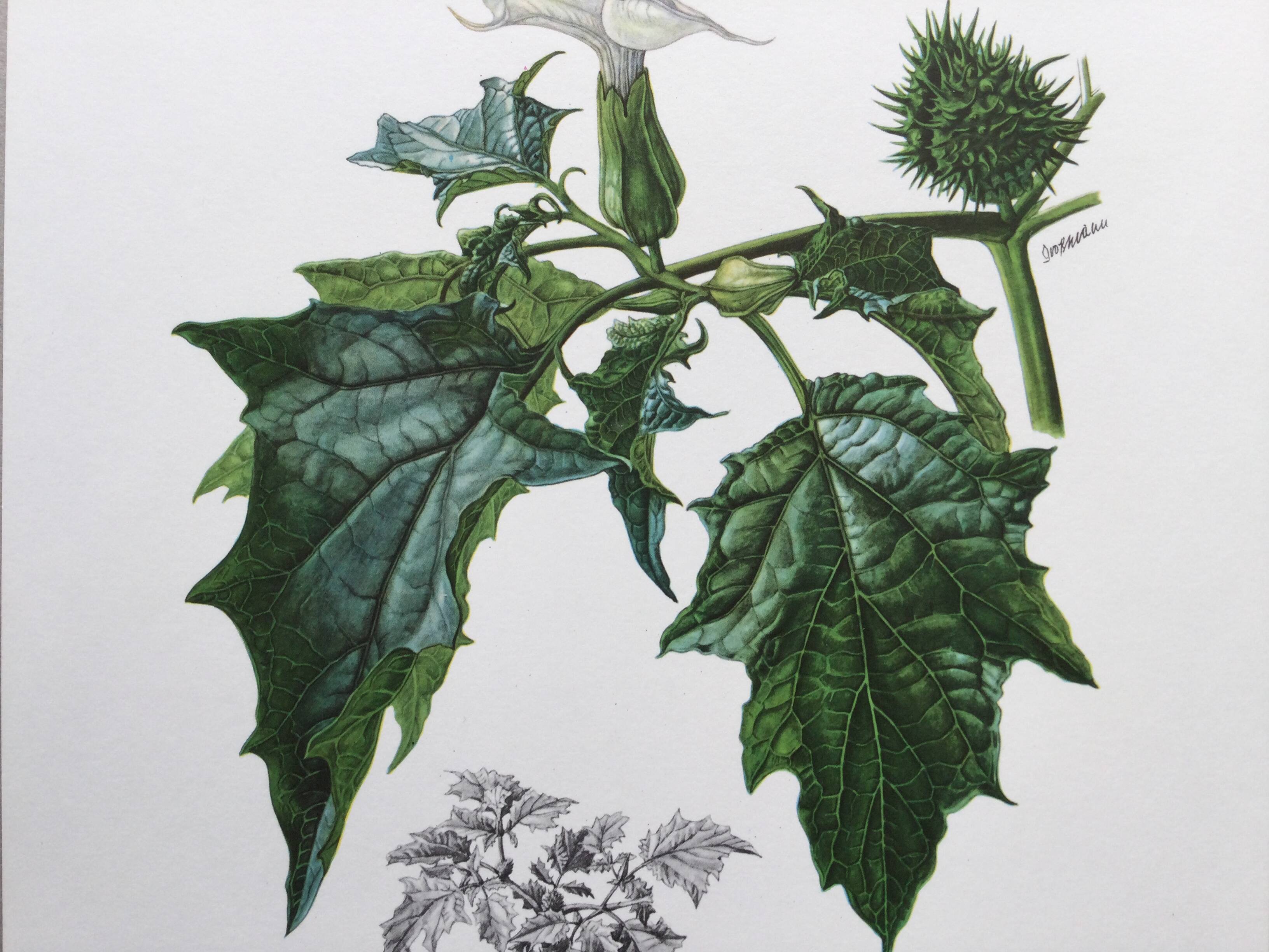 Botanical poster 'Flower' Old illustration from the 60s