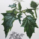 Botanical poster 'Flower' Old illustration from the 60s