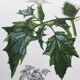 Affiche botanique 'Fleur' Illustration ancienne années 60