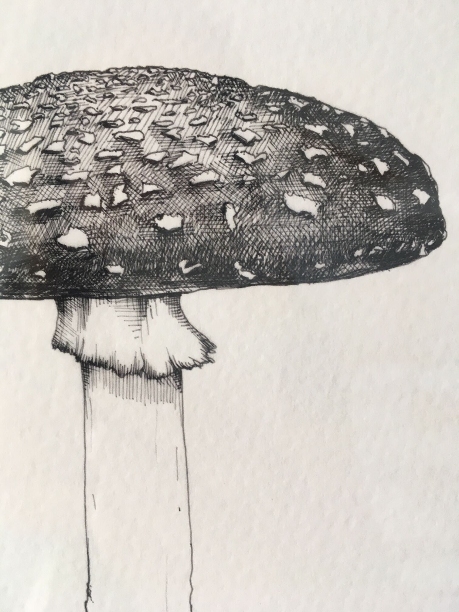 Illustration "amanite kills flies" limited series