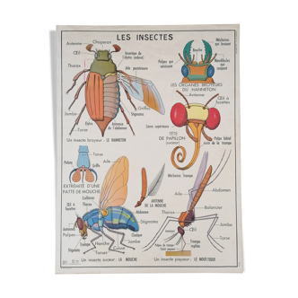 Ancienne affiche scolaire MDI : Les insectes – Les invertébrés