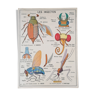Ancienne affiche scolaire MDI : Les insectes – Les invertébrés