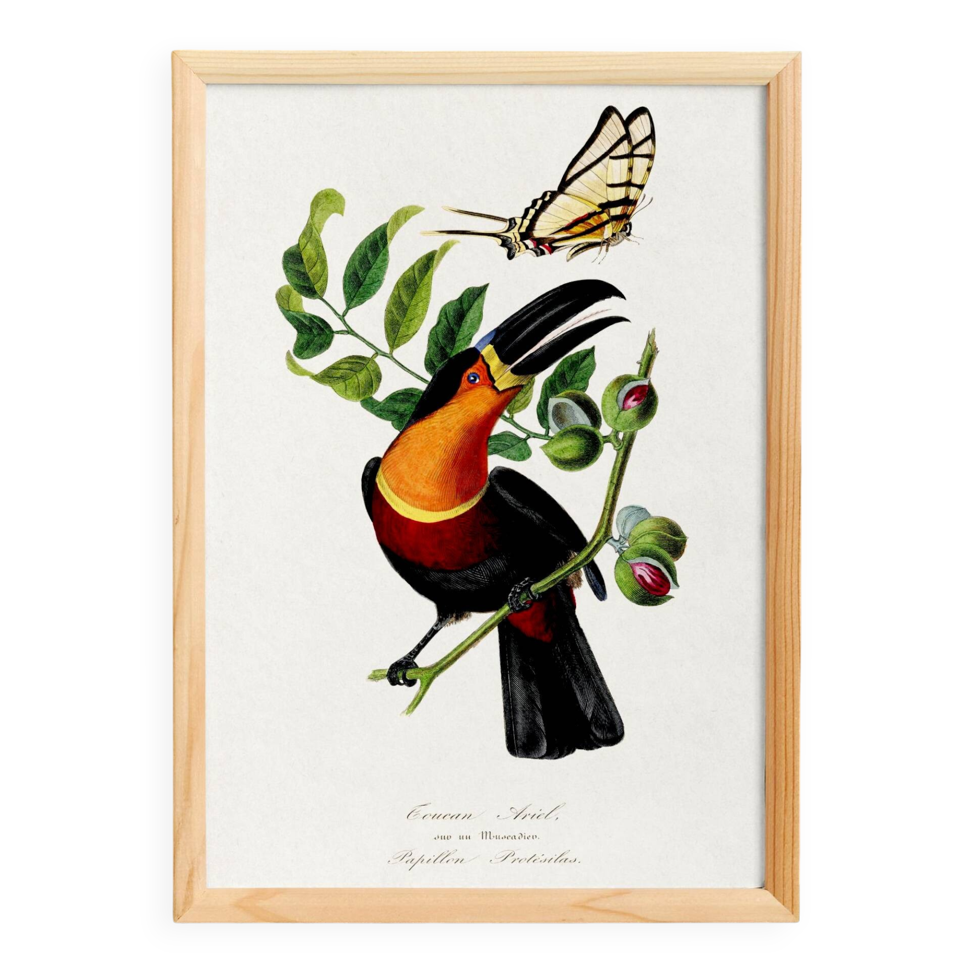 Poster about the toucan, based on an old engraving from 1842.