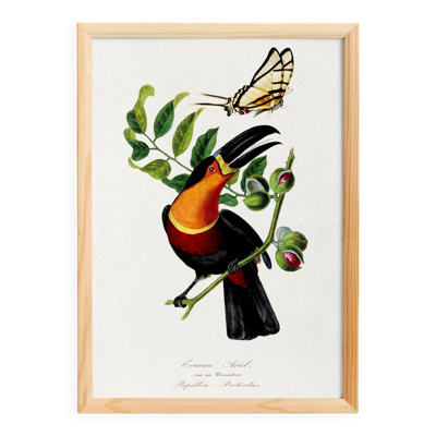 Affiche sur le toucan, d'après une gravure ancienne de 1842.