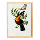 Poster about the toucan, based on an old engraving from 1842.