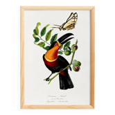 Poster about the toucan, based on an old engraving from 1842.
