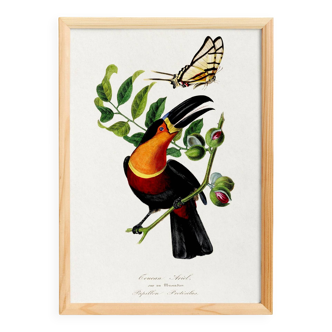 Poster about the toucan, based on an old engraving from 1842.