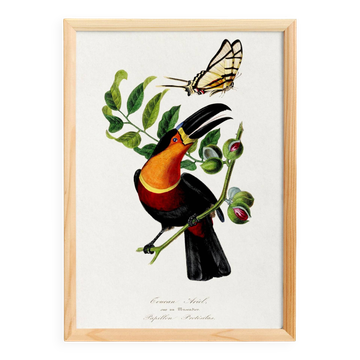 Poster about the toucan, based on an old engraving from 1842.