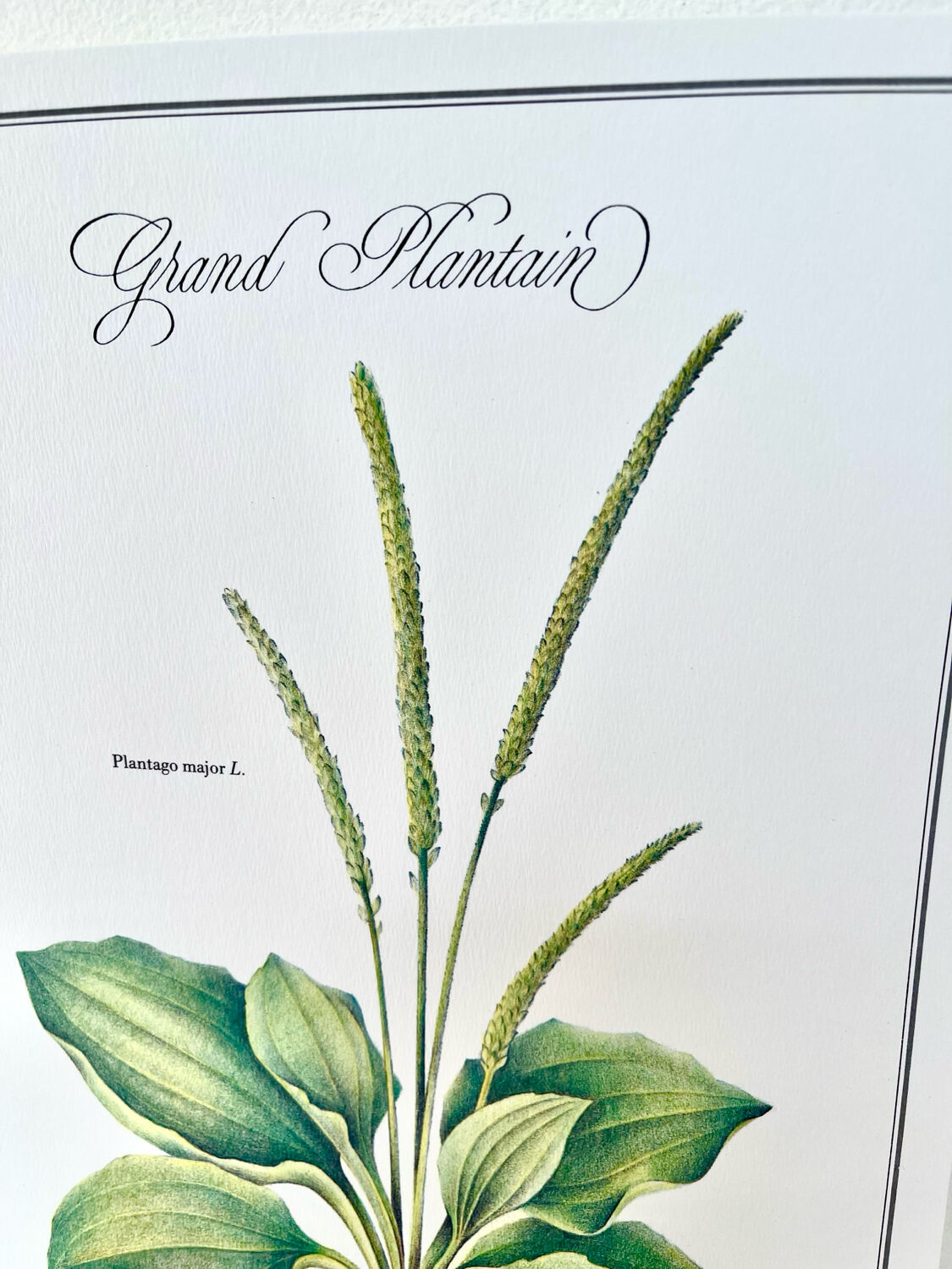 Botanical plate – Large plantain – Louis Pariente, 1986