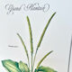 Botanical plate – Large plantain – Louis Pariente, 1986