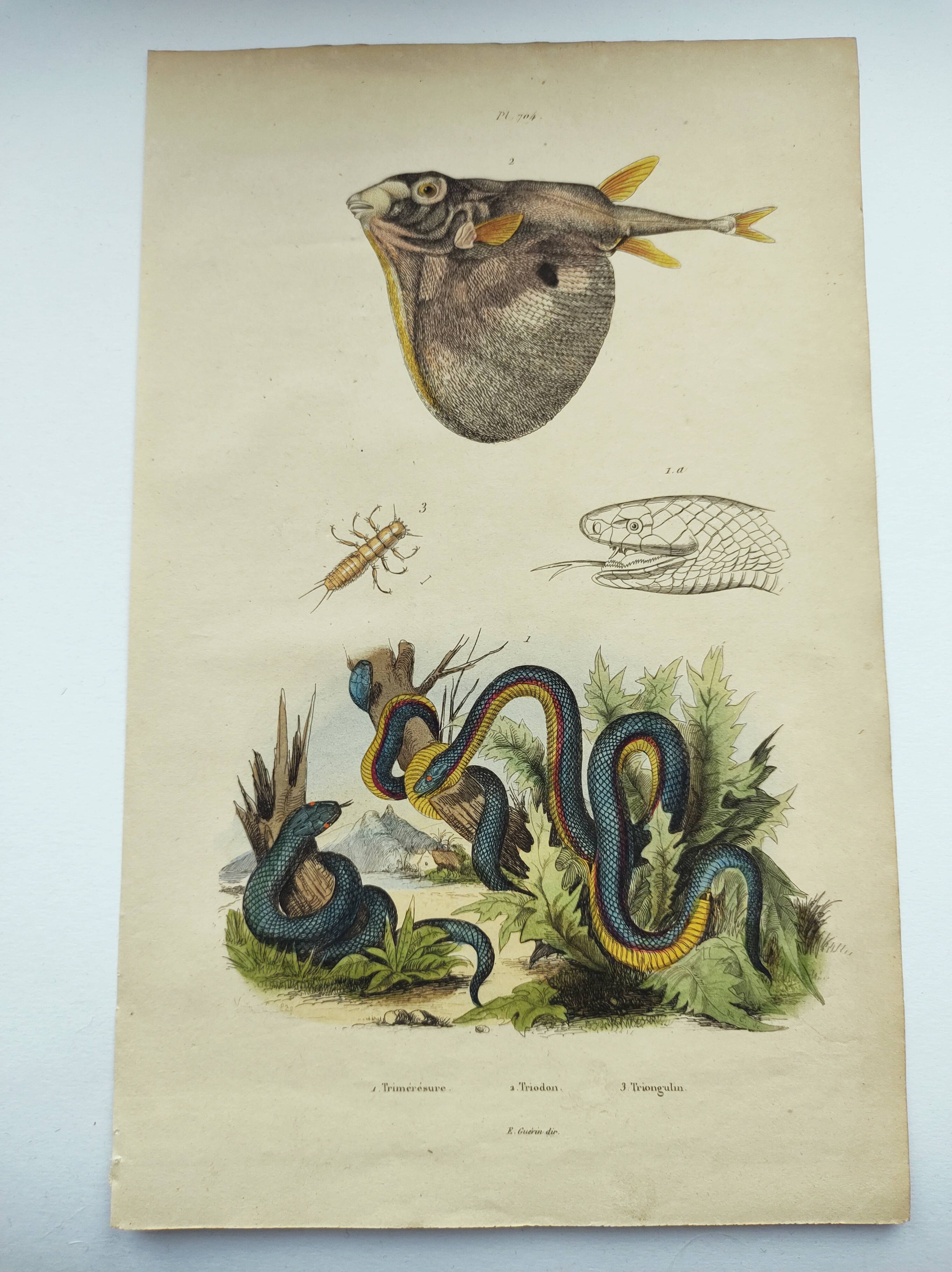 Gravure ancienne de 1838 -Serpent trimérésure et triodon- Planche zoologique et botanique original