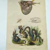 Old engraving from 1838 - Trimeresura snake and triodon - Original zoological and botanical plate