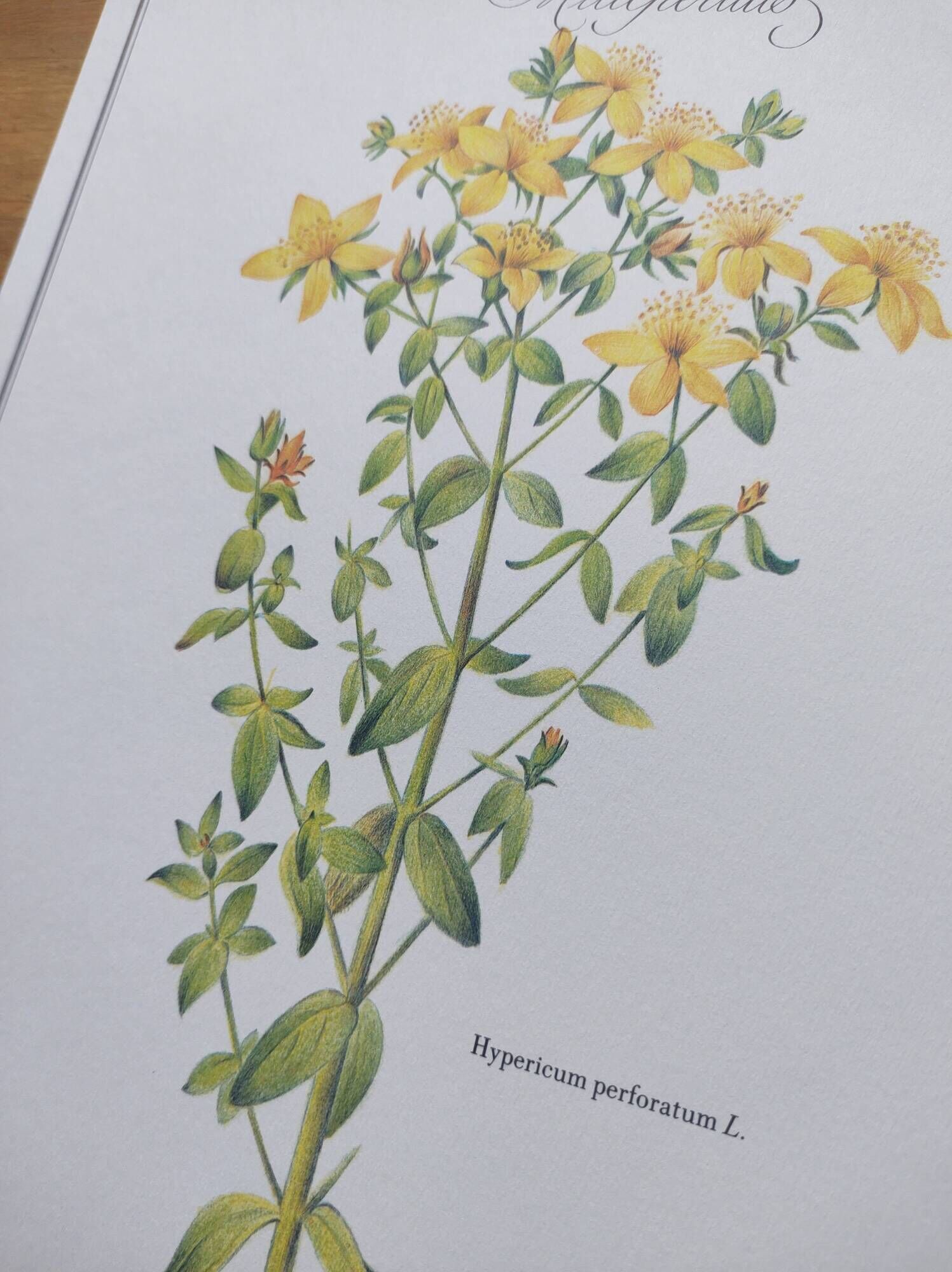 Botanical engraving -St. John's Wort- Illustration of medicinal plants and herbalism