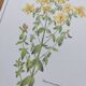 Botanical engraving -St. John's Wort- Illustration of medicinal plants and herbalism