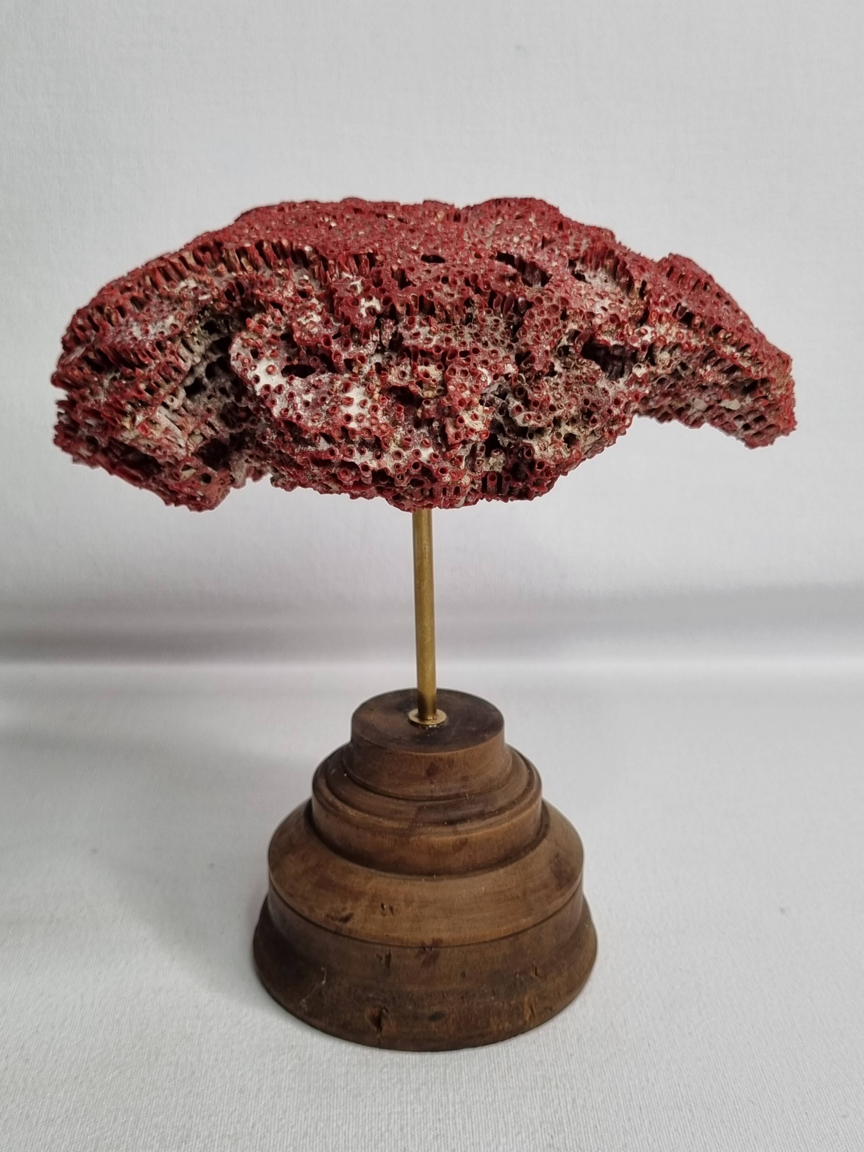Antique Tubipora musica ornamental coral on wooden base, 16 cm
