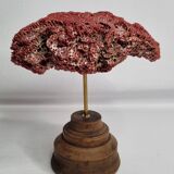 Antique Tubipora musica ornamental coral on wooden base, 16 cm