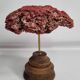 Antique Tubipora musica ornamental coral on wooden base, 16 cm
