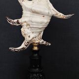 Cabinet of Curiosities shell lambis chiragra on base