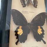 Frame of stuffed butterflies