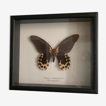 Butterfly black frame