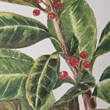 Mate botanical board under wooden frame