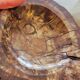 Pocket Video Pierre Fossilised Tree Fossil Section 1.66 Kg