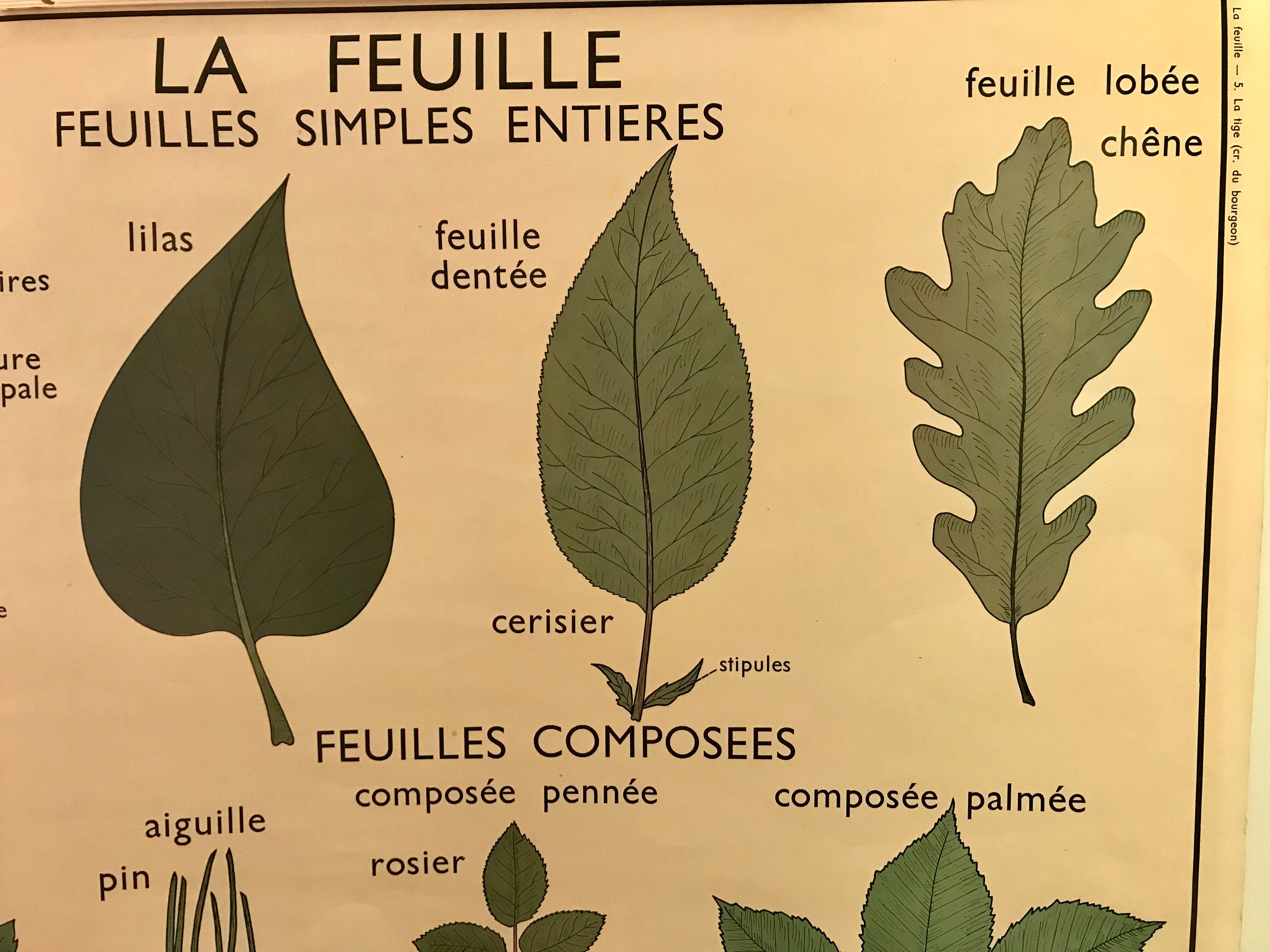 Nightingale educational poster