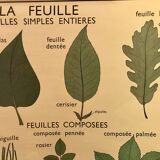 Nightingale educational poster