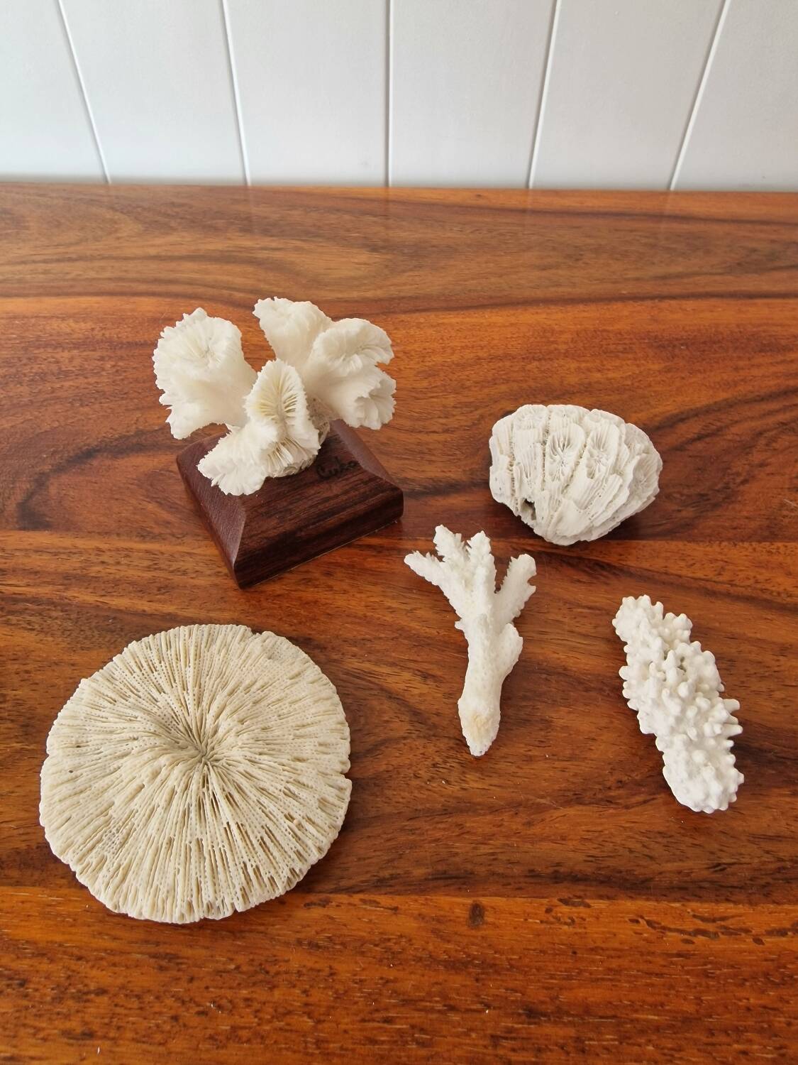 Lot of 5 corals
