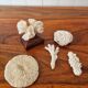 Lot of 5 corals