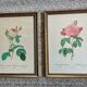 Pair of gilded wooden botanical frames from the 70s