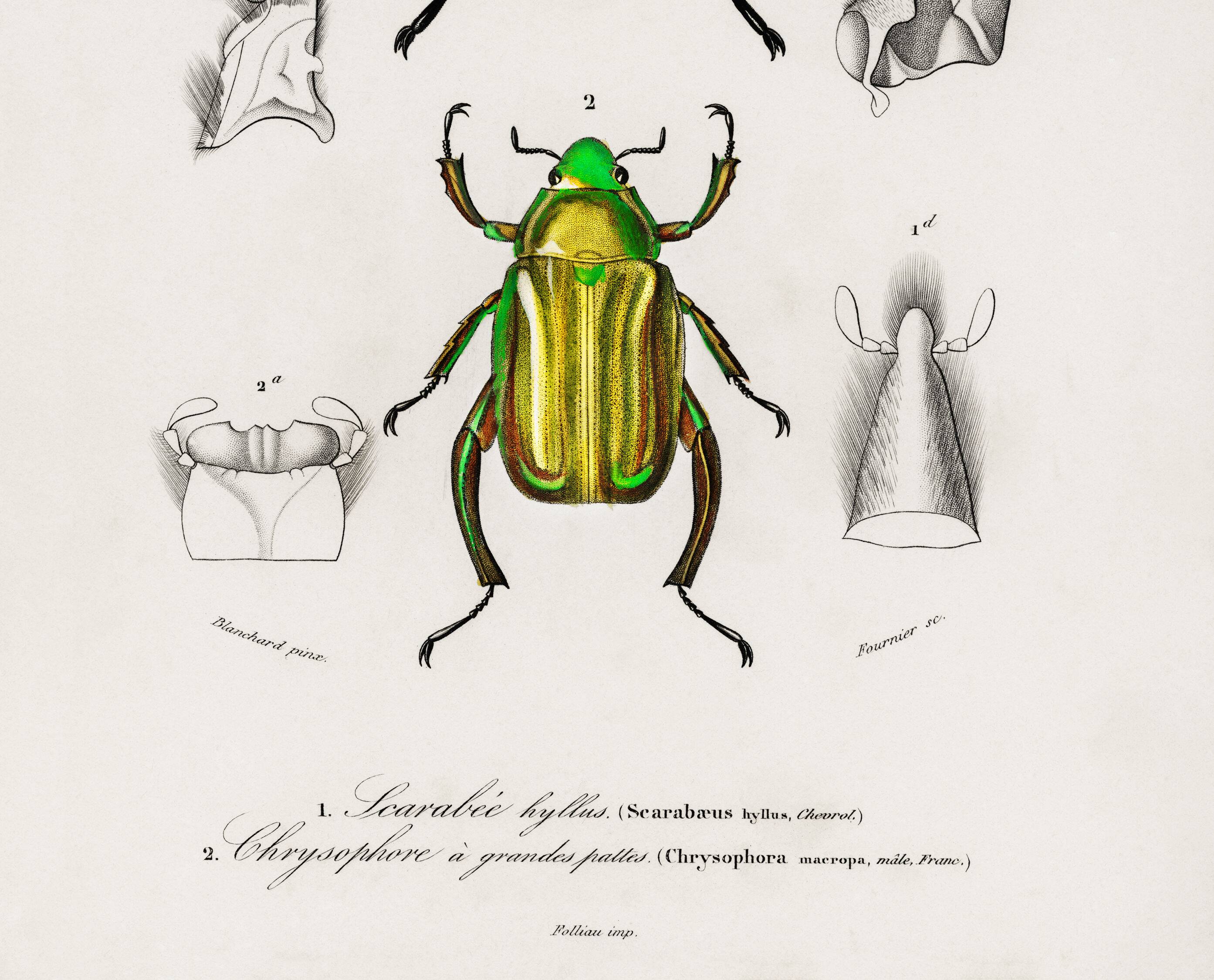Poster about scarabs, based on an old engraving from 1849.