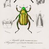 Poster about scarabs, based on an old engraving from 1849.