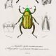 Poster about scarabs, based on an old engraving from 1849.