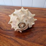 Shells and coral