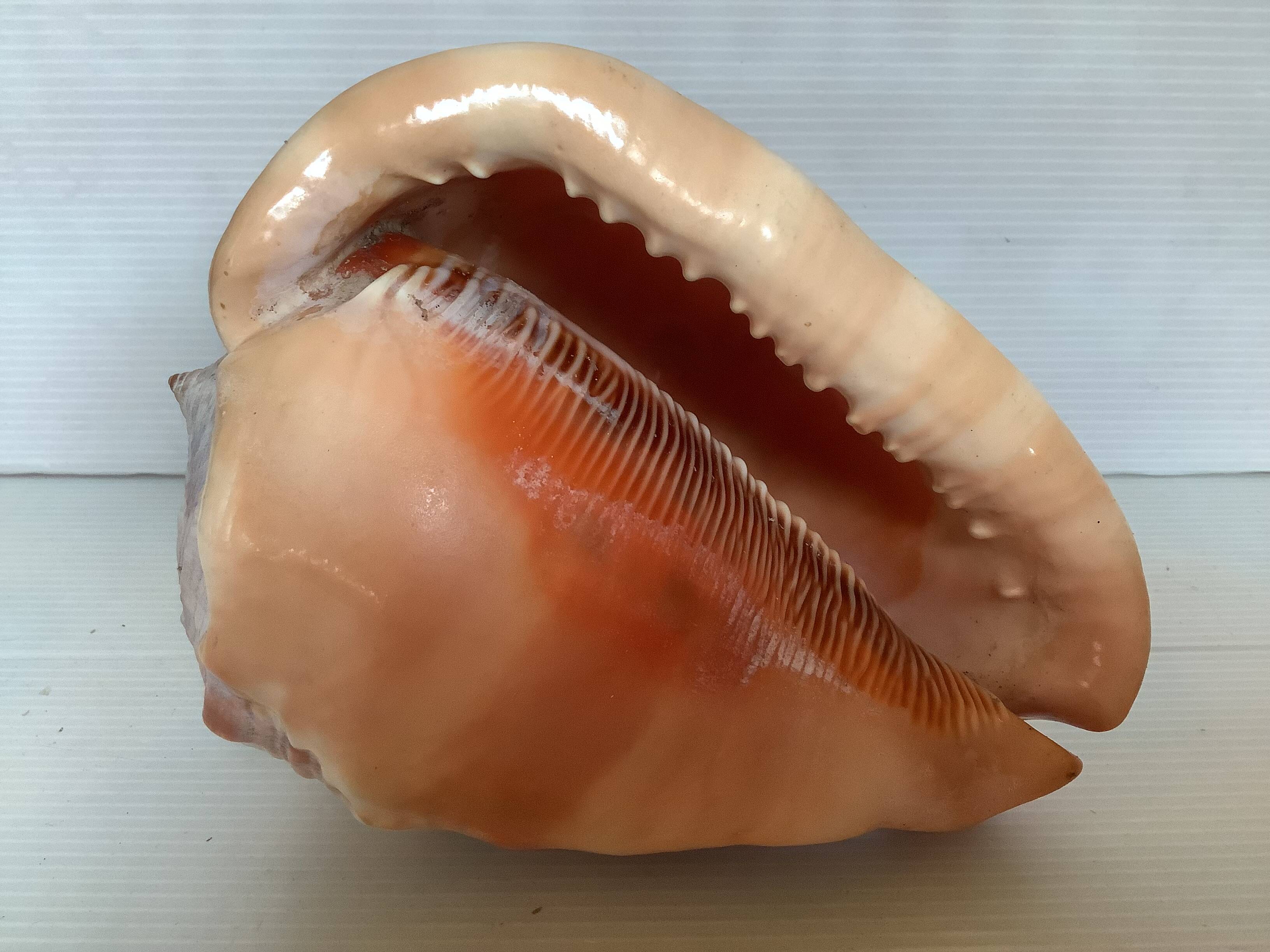 Large shell cypraea cassis rufa red helmet