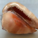 Large shell cypraea cassis rufa red helmet