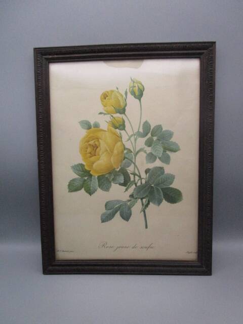 Old framed botanical engraving "yellow sulfur rose"